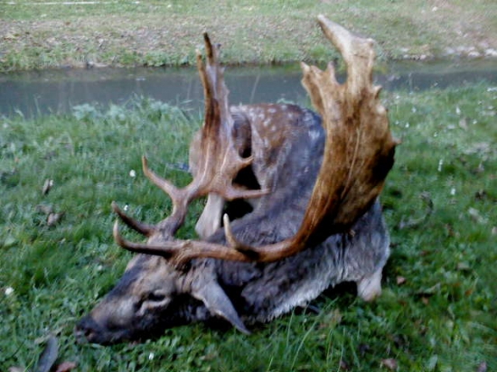 Daniel č.1