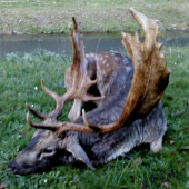 Daniel č.1