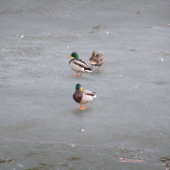 Dva kluci na jednu holku