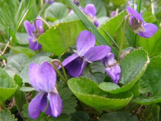 violka vonná (viola odorata)