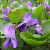 violka vonná (viola odorata)