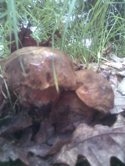 Hřib kovář (Boletus erythropus)