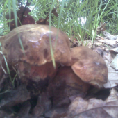 Hřib kovář (Boletus erythropus)