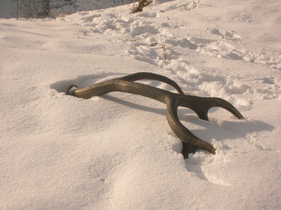 17.sty február, práve prebehli jelene