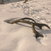 17.sty február, práve prebehli jelene