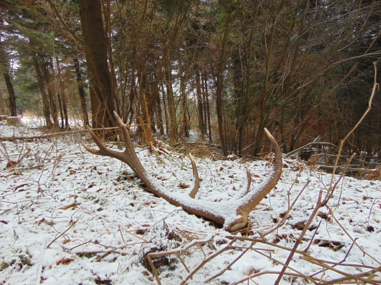 Spiatočňik ,obvod ružice 28 cm