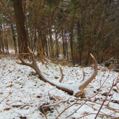 Spiatočňik ,obvod ružice 28 cm