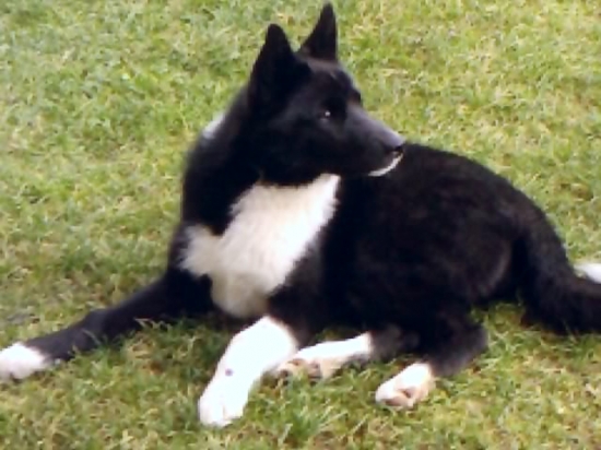 Karelský medvedí pes