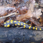 Salamandra