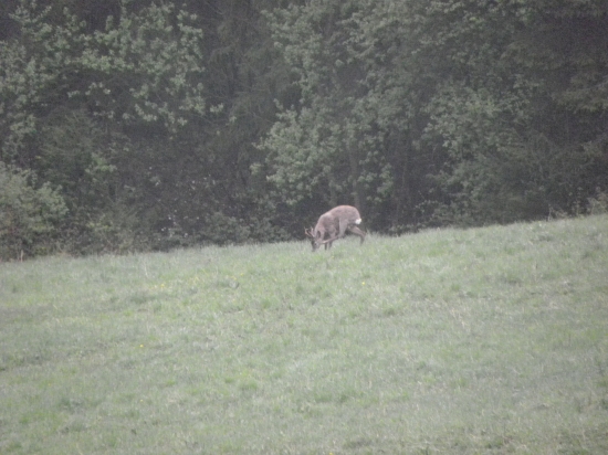 srnček