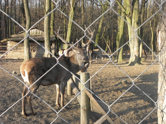 jeleň