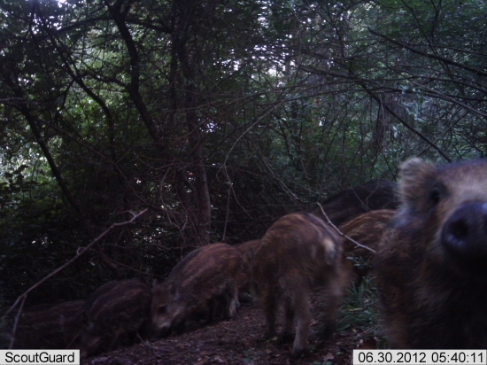 niekdo je zvedavy