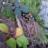 salamandra