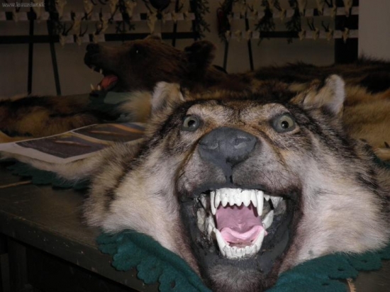 chov. prehliadka Kezmarok