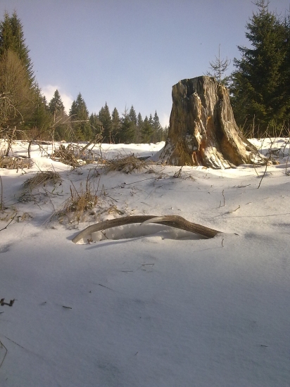 Vlaňajší paroh pri solisku na lúke.