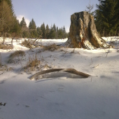 Vlaňajší paroh pri solisku na lúke.