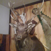 Sika  235  b.