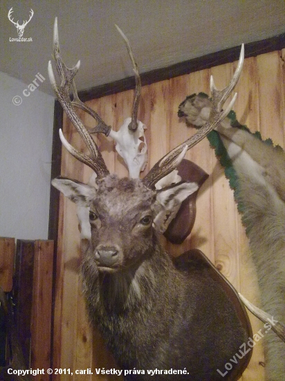 Sika  235  b.