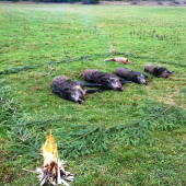 Tak predsa nám vĺčkovia niečo zvýšili