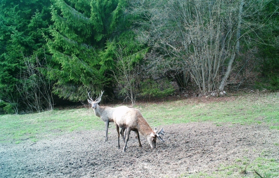 junior a senior