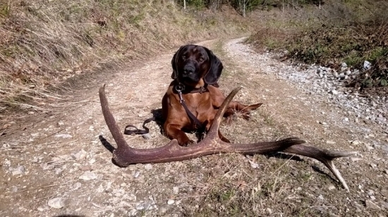 Postrážim ho neboj sa  :-)