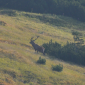 Potencionálny darca dobrých génov