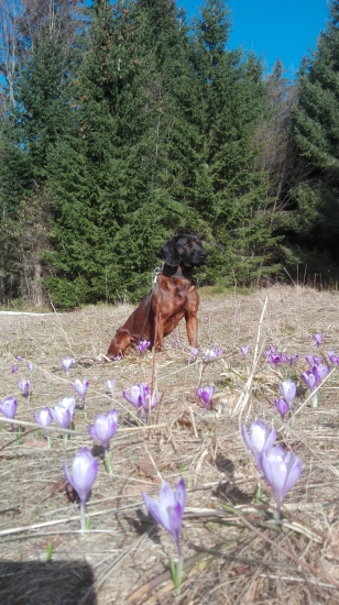 odložený v šafráne :-)