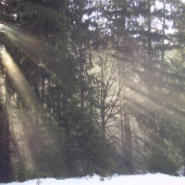 Jarné lúče sa už predierajú.