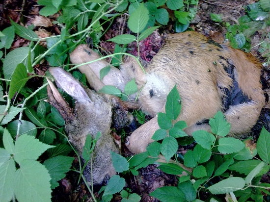 Stretnutie s Rysom neprežil.