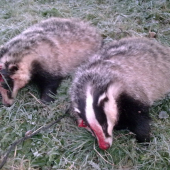 dnes mali čierny  deň