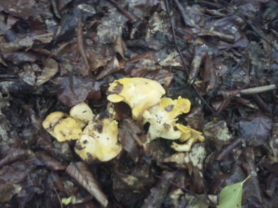 Včerajšia prechádzka