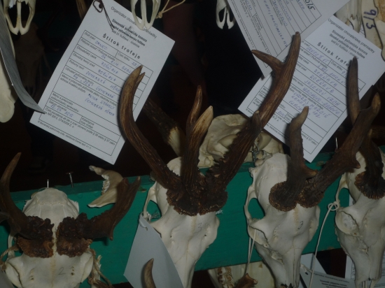 Rarita z chovatelskej