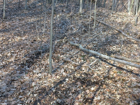 prvy pohlad ..... môj prvy :)