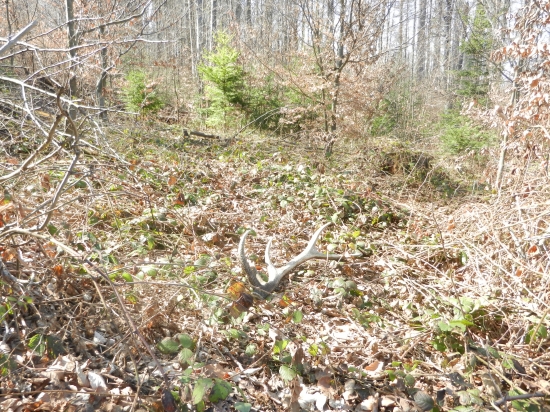 Dnešný dvanastorák