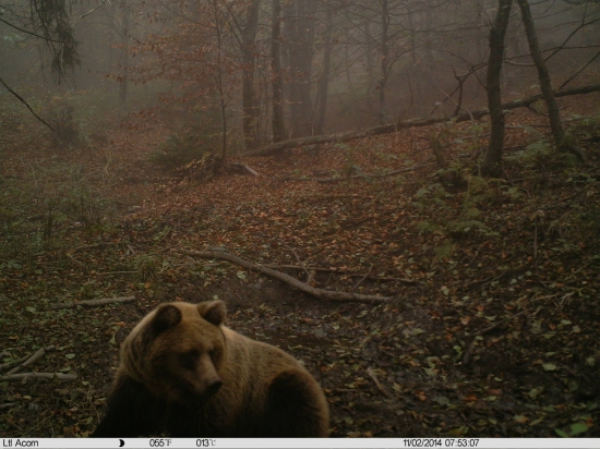 Macko