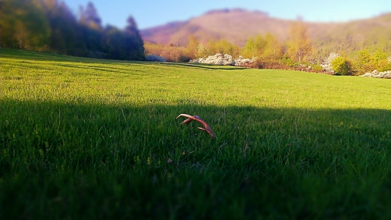 Jeden z tých lúčnych