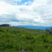 Už to pomaly zarastá