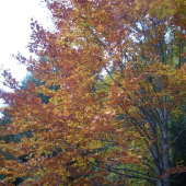 jeseň 2010