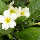 prvosienka