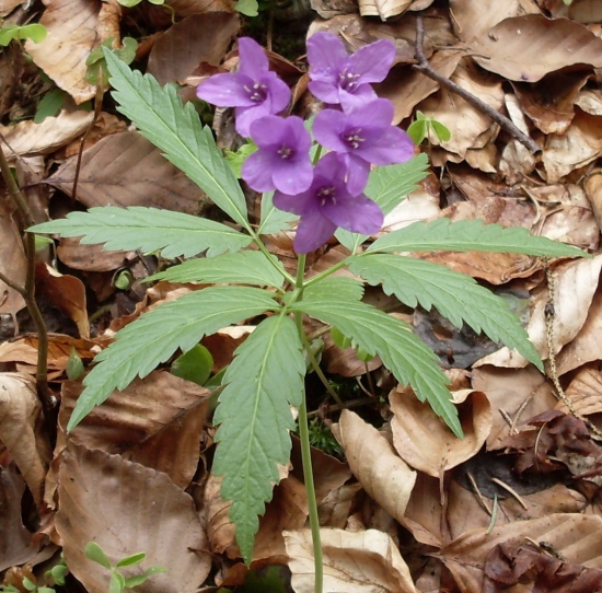 zubačka žliazkatá