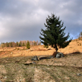 stromček