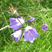 zvončeky