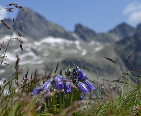 zvonček alpínsky