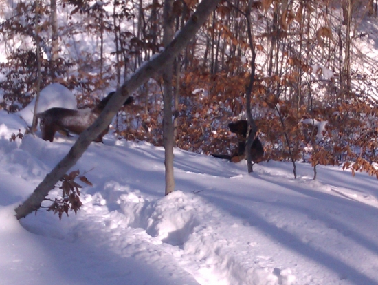 zimna prechadzka lesom