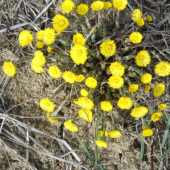 príroda sa zobúdza