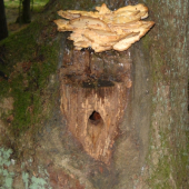 spolunažívanie