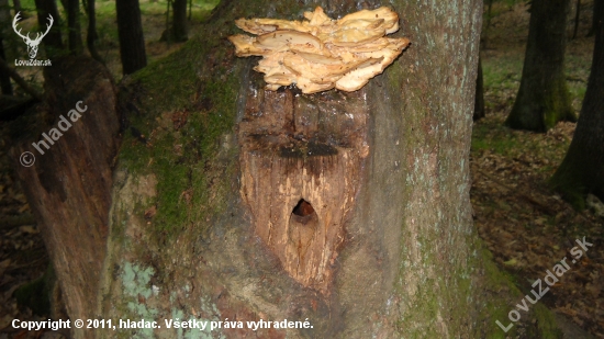 spolunažívanie