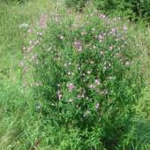 Horská lúka