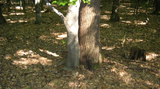 Spolunažívanie