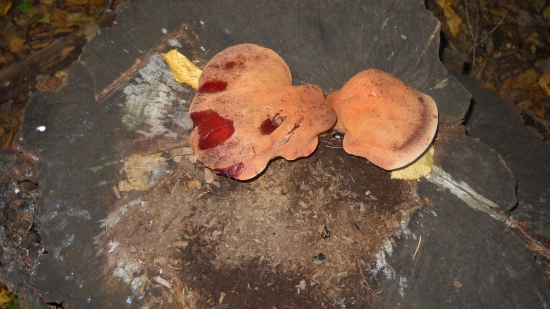 Mrtva hubárska sezona